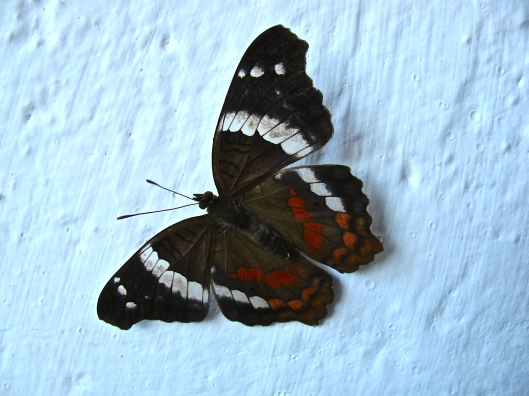 White Admiral - the butterfly is always a sign of faith for me.  