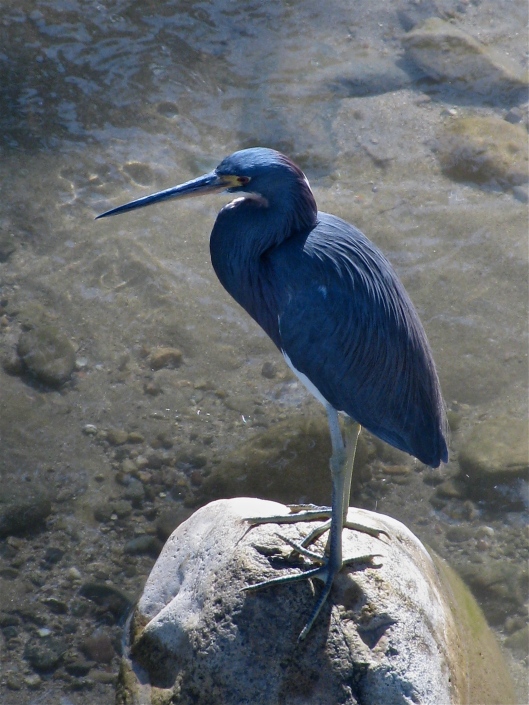 Blue Heron, patience will be rewarded