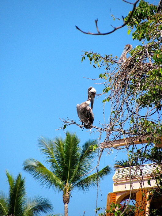 Pelicans in Mexico roost in trees. I had to se it to believe it.