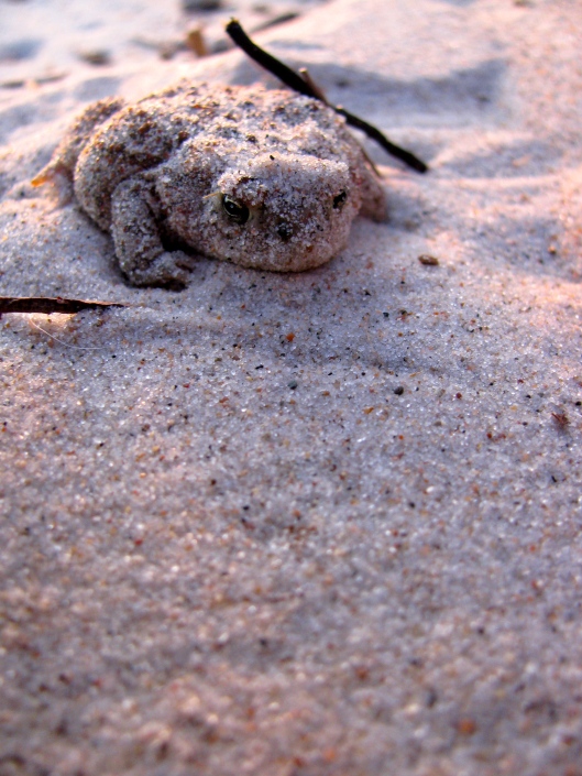 Sand Toad, Hillside Beach