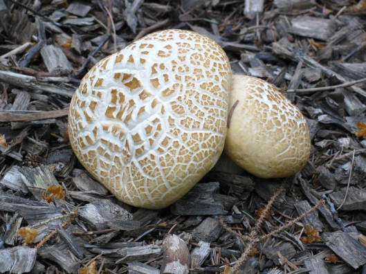 It's a kind of puff-ball fungus/mushroom we found near Morden, Manitoba.
