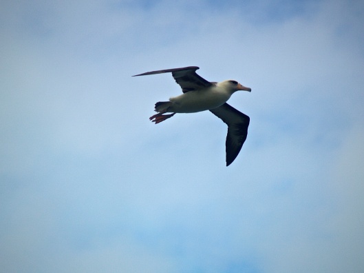 Layson Albatross - Moli 