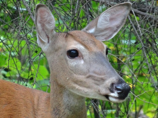 Deer Me