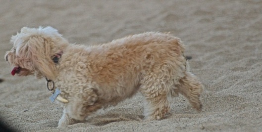 This sand is so going to get in my fur