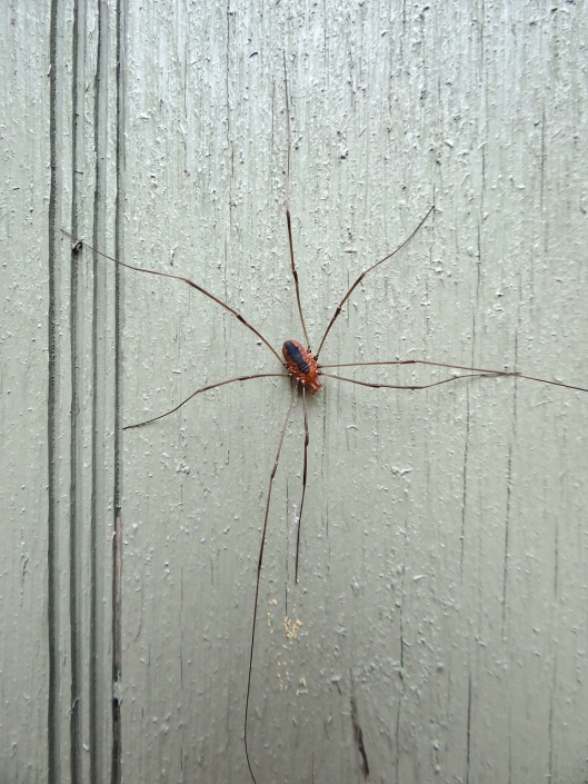 We had linglegged beasties like this in London - we called them variously Cherry Eaters and Daddy LongLegs Look at the length of the one extended leg!
