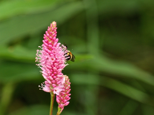 Smartweed persicaria bicornis with bee