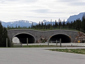 Special bridges built for wildlife to cross the highway