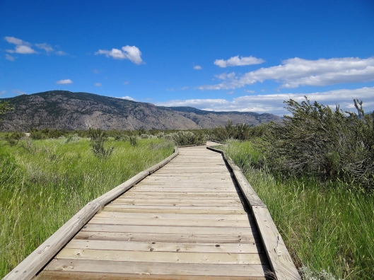 The society has built a wonderful boardwalk to protect the fragile biotic crust