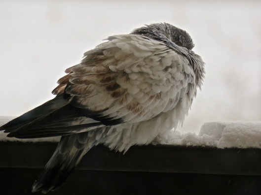 This visitor to our balcony hunkers down from the effects of the first snow and wintery blast